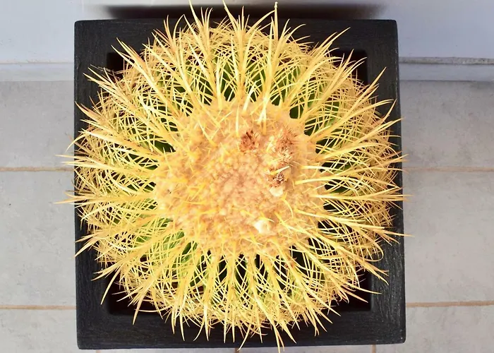 فيلة Eslanzarote Kalima *